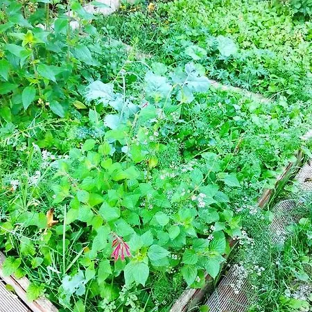 豪华帐篷 Atelier & Gardenhouse Glamping 慕尼黑
